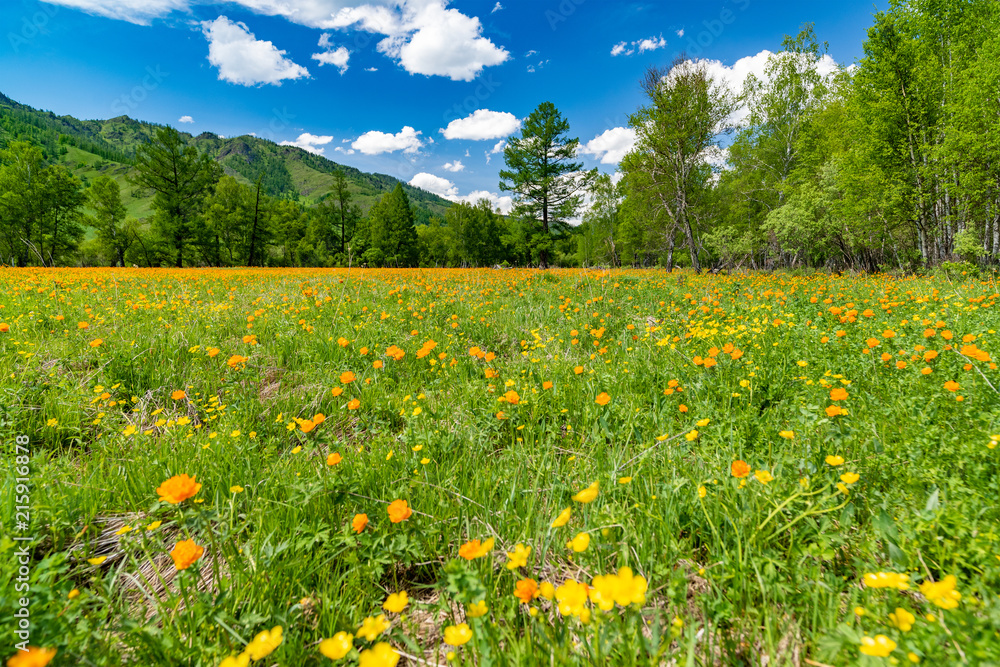 A wide angle field of orange flowers Trollius asiaticus against a background of mountains and blue sky.