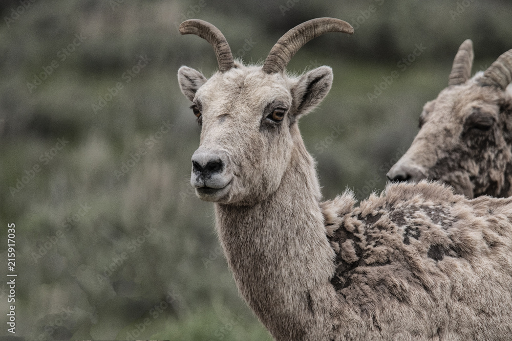 Fototapeta premium Mountain Sheep