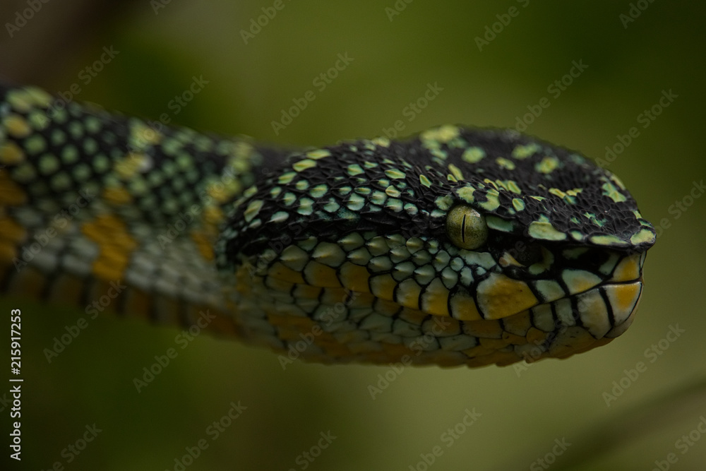 Fototapeta premium Wagler's Viper