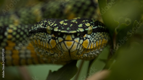 Wagler's Viper photo