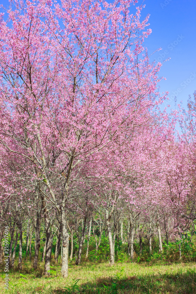 Wild Himalayan Cherry Blossoms in spring season (Prunus cerasoides), Sakura in Thailand, selective focus, Phu Lom Lo, Loei, Thailand. Wild Himalayan Cherry Blossoms in spring season (Prunus cerasoides), Sakura in Thailand, selective focus, Phu Lom Lo, Loei, Thailand.