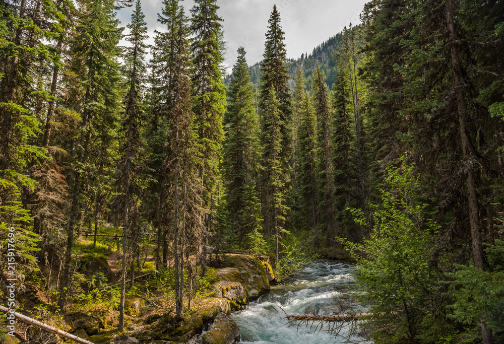 Alpine forest in the Wallowa Whitman National Forest of northeast Oregon, including the Lostine River Alpine forest in the Wallowa Whitman National Forest of northeast Oregon, including the Lostine River