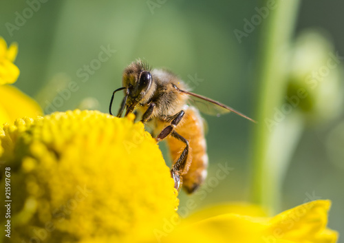 Honeybee, Apis mellifera, feeding on a yellow Helenium flower