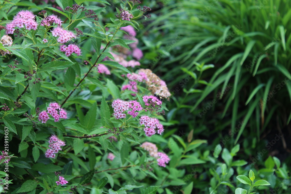 Bee Pollinating Pink Flowers Bee Pollinating Pink Flowers