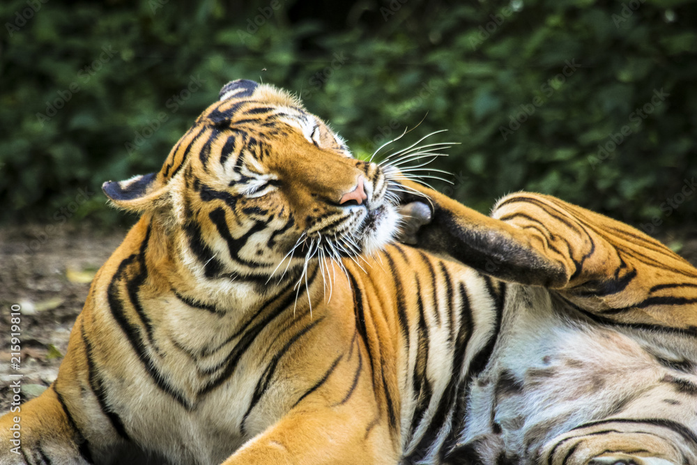 Close up of big feline wildcat Malayan tiger with beautiful stripe fur Close up of big feline wildcat Malayan tiger with beautiful stripe fur