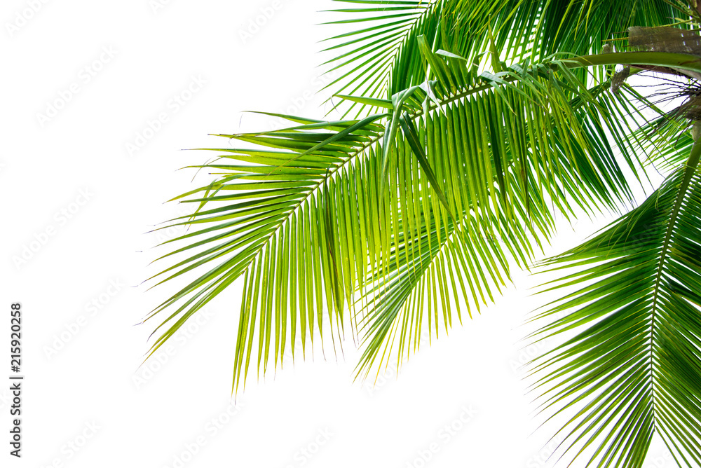 Detail of coconut trees leaf isolated on white background Stock Photo ...