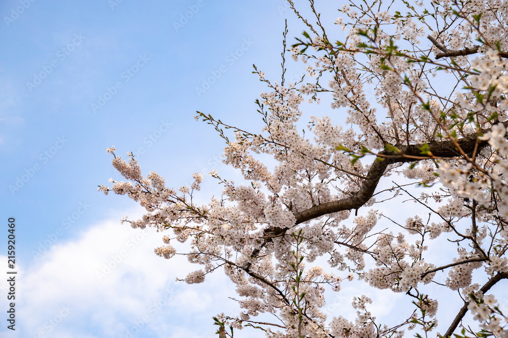 Cherry blossoms of Seto Inland Sea (at Mt. Shiude in Mitoyo city),Kagawa,Shikoku,Japan