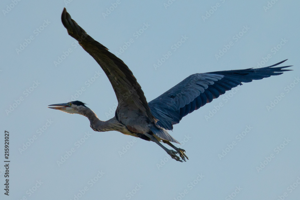 Close view of a great blue heron flying, seen in the wild in North California