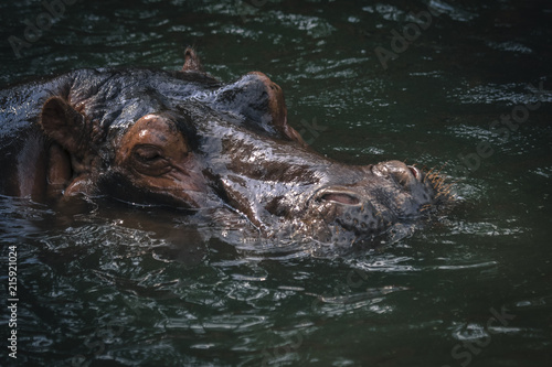 Wild hippopotamus mammal with big fat head seen along rivers in safari 