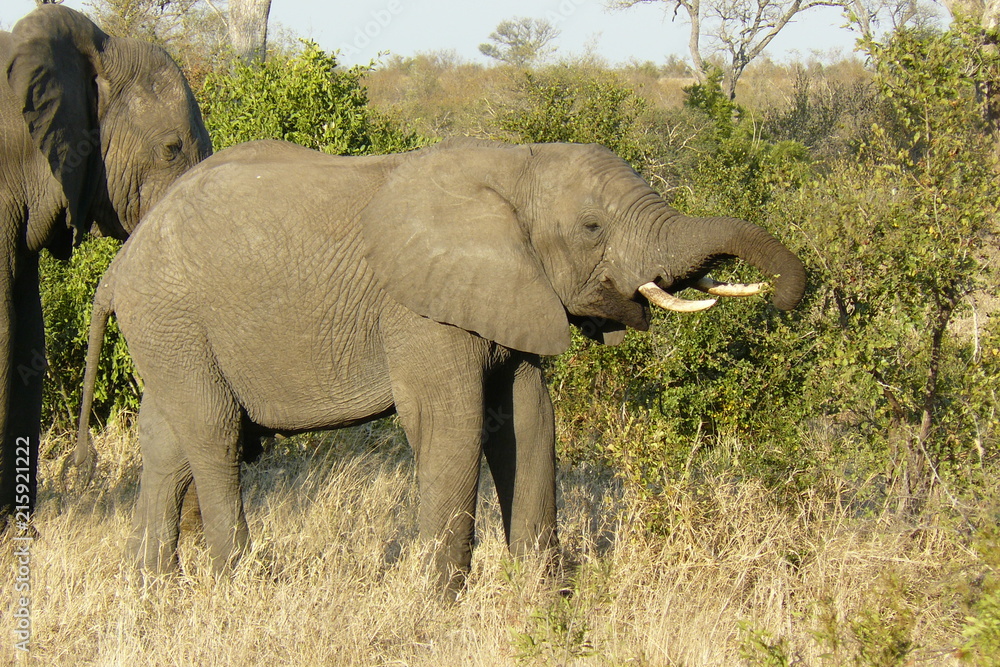 Elephants - Kruger