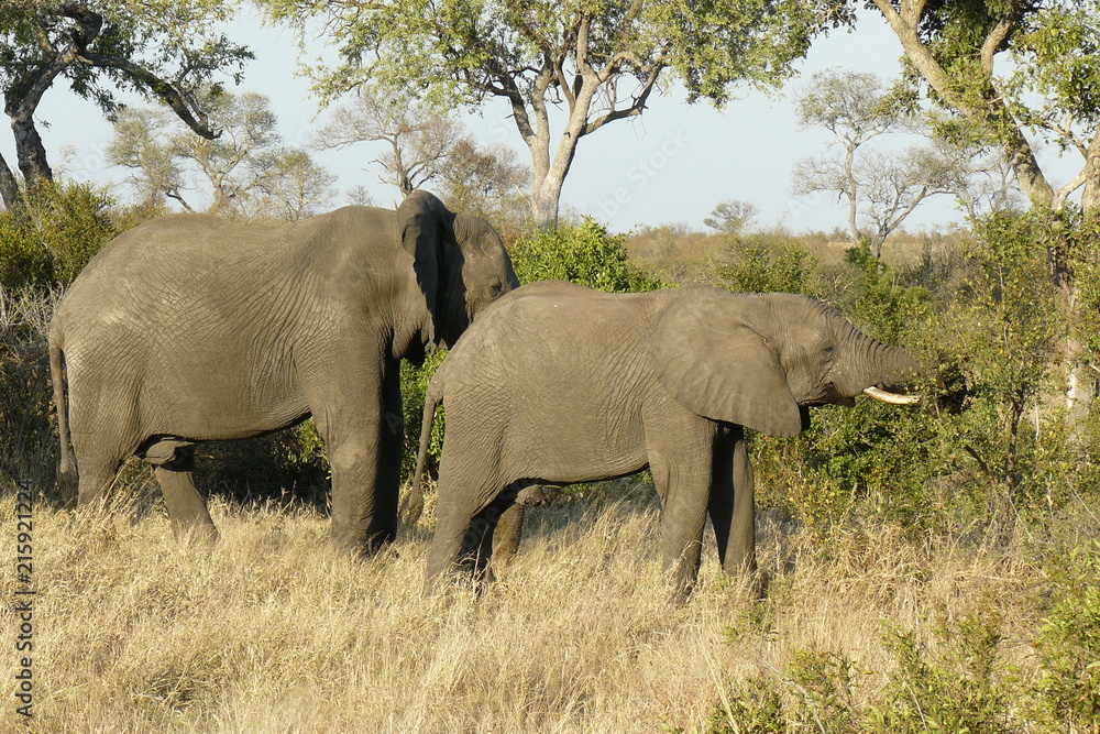 Fototapeta premium Elephants - Kruger