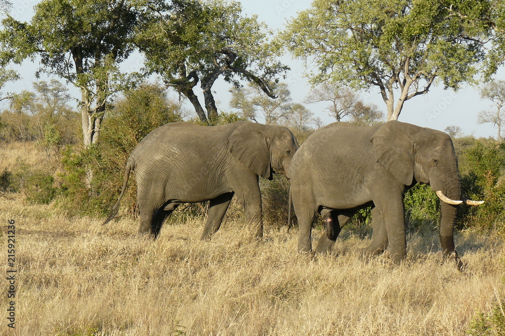 Elephant - Kruger National Park