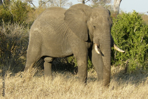 Elephants - Kruger