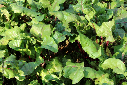 Beetroot or Beta vulgaris or Beet or Table beet or Garden beet or Red beet or Golden beet plants with large thick green leaves and dark red stems growing in local garden on warm sunny day