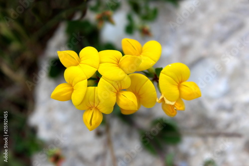 Greater Birds-foot-trefoil or Lotus pedunculatus or Lotus uliginosus or Big trefoil or Marsh birds-foot trefoil herbaceous perennial plant with golden yellow flowers containing small red strips near c photo