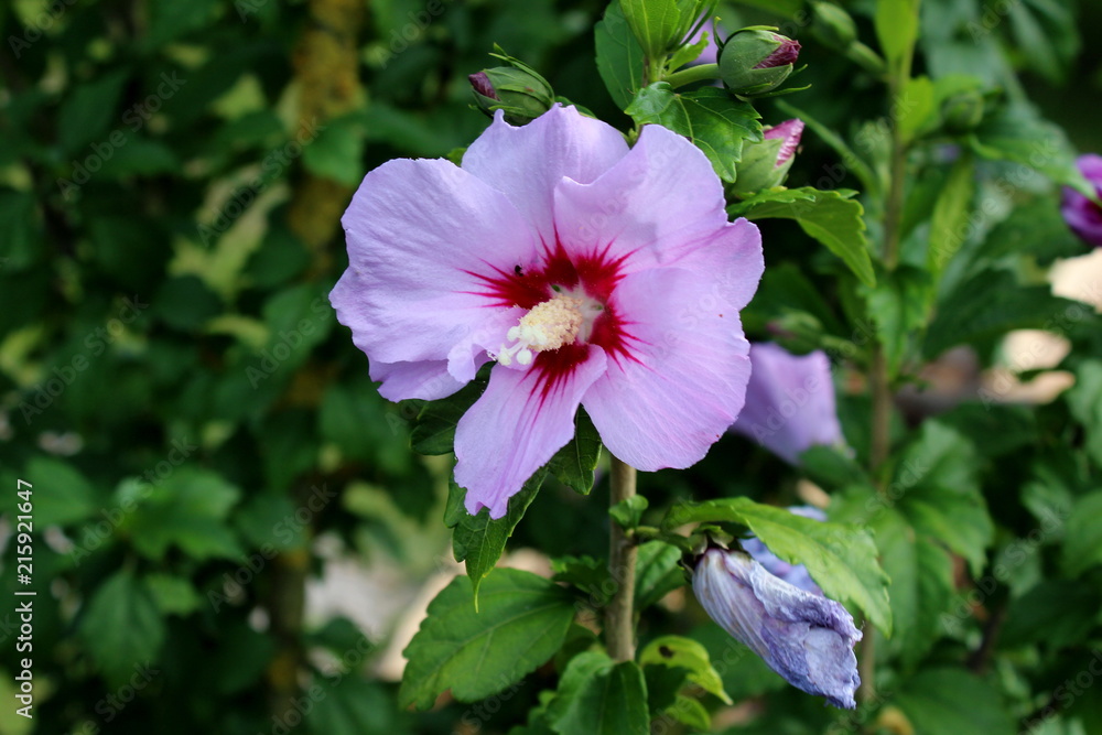 Single Hibiscus syriacus or Rose of Sharon or Syrian ketmia or Rose mallow or St Josephs rod flowering hardy deciduous shrub plant with blooming violet and dark red trumpet shaped flower and prominent Single Hibiscus syriacus or Rose of Sharon or Syrian ketmia or Rose mallow or St Josephs rod flowering hardy deciduous shrub plant with blooming violet and dark red trumpet shaped flower and prominent