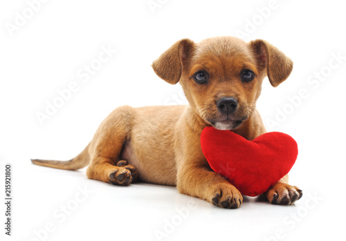 Dog with heart.