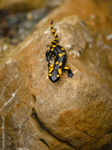 Close-up low angle shot of fire salamander (Salamandra) taken in wild nature. Black amphibian with yellow spots sitting on the stone.  Wildlife fauna of the forests of Carpathian mountains, Ukraine.