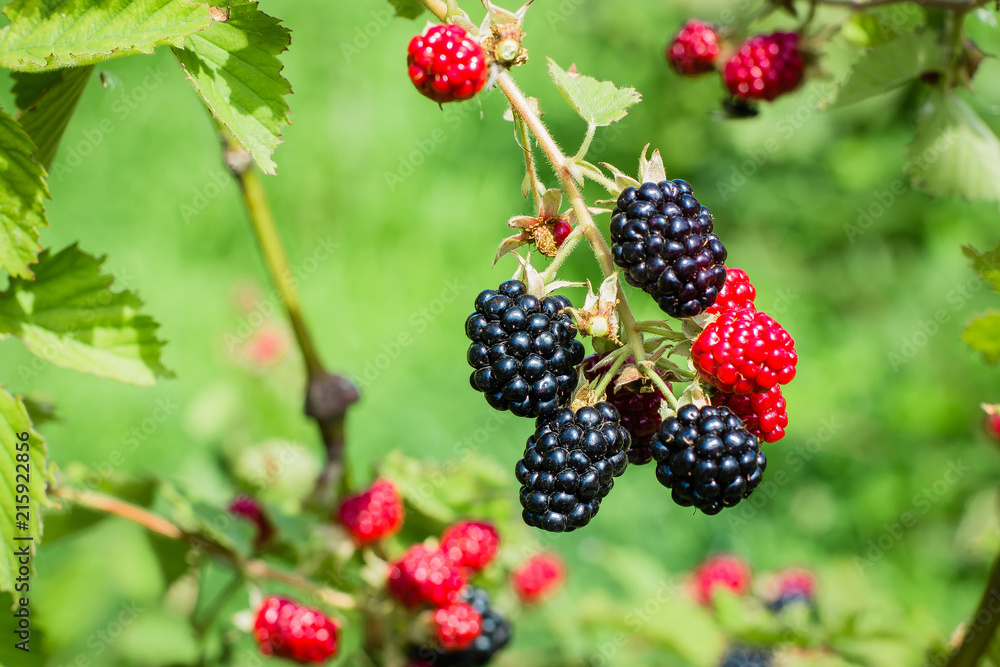 Summer Harvest Berry Concept. Ripe and unripe blackberries on the bush with green blurred garden as background. Selective focus. Summer Harvest Berry Concept. Ripe and unripe blackberries on the bush with green blurred garden as background. Selective focus.