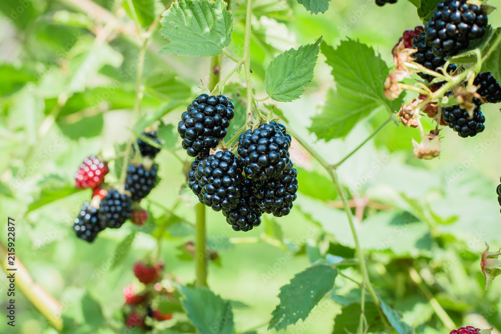 Ripe blackberries on the bush in garden. Summer Harvest Concept Ripe blackberries on the bush in garden. Summer Harvest Concept