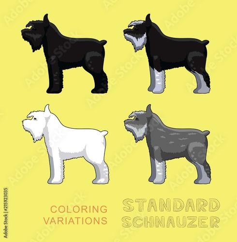 Dog Standard Schnauzer Coloring Variations Vector Illustration