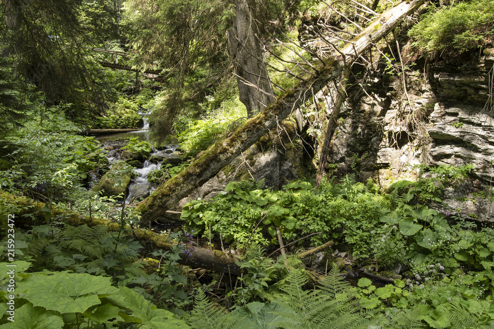 Fallen tree, flowing river in nature and wooden footbridge in the background.