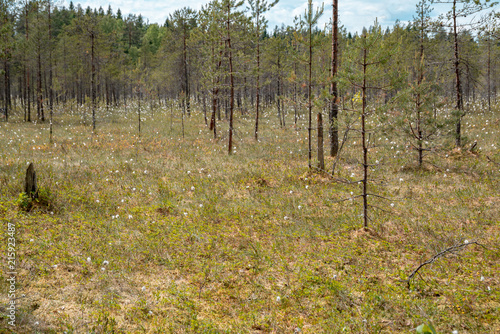 Foto relict swamps of the Valdai. Ecological path