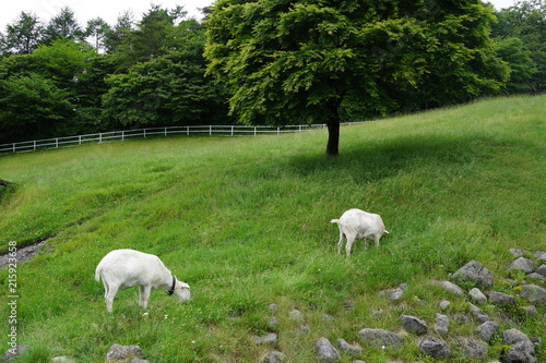 羊　牧場　ファーム　初夏　避暑地　夏休み © Yuko