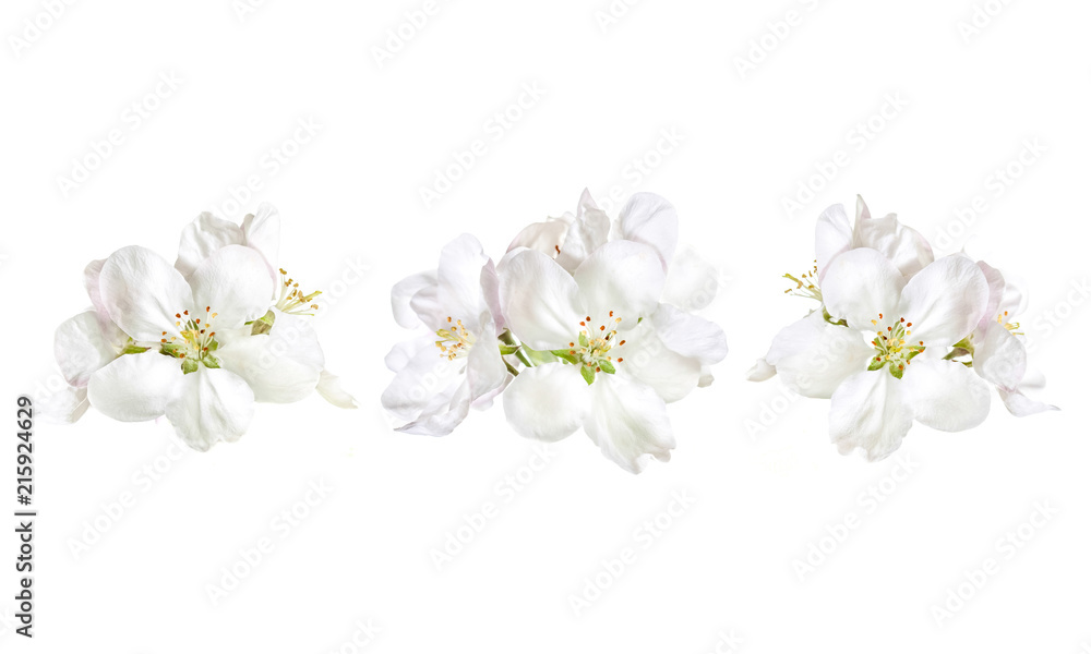 Floral decoration design mock up, white flowers blossom collage Floral decoration design mock up, white flowers blossom collage