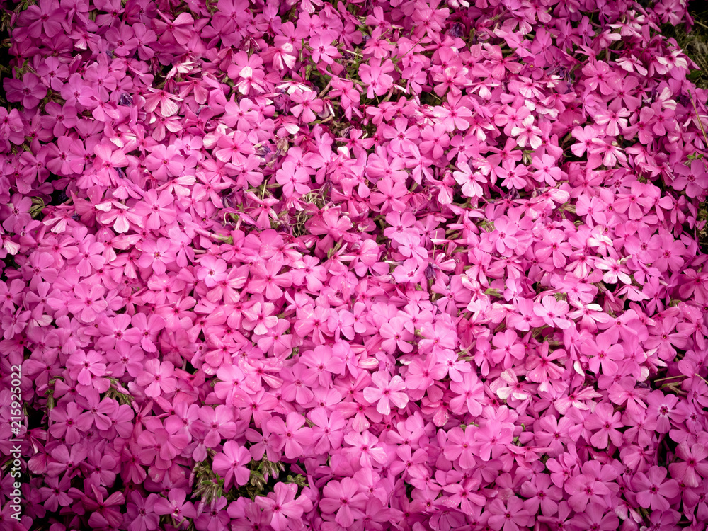 Fototapeta premium 芝桜