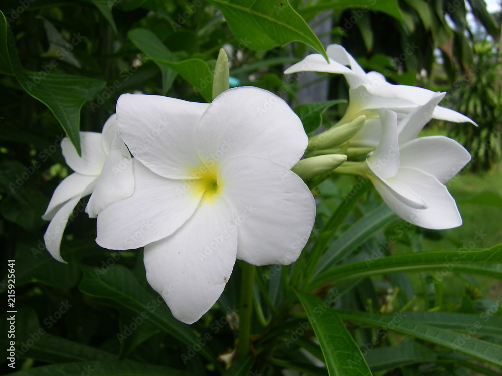 Fototapeta premium White Flower 01