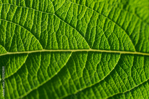 Macro green leaf texture 