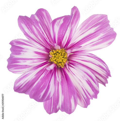 cosmos flower isolated