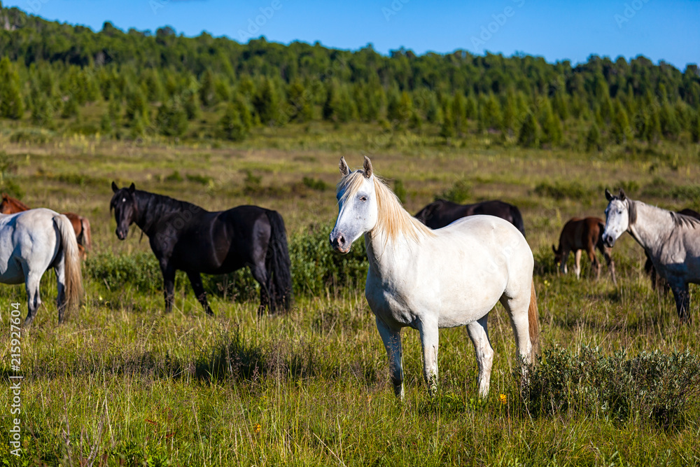 Close-up of a herd of horses white and black on a green meadow, in the background a green coniferous forest and blue sky. Close-up of a herd of horses white and black on a green meadow, in the background a green coniferous forest and blue sky.