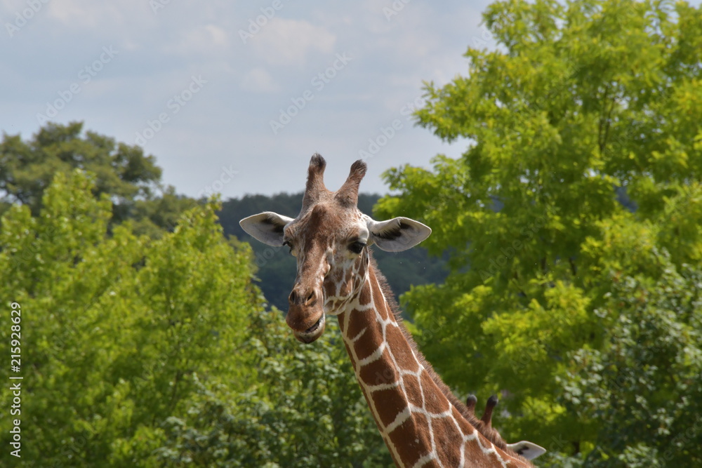 Fototapeta premium safari