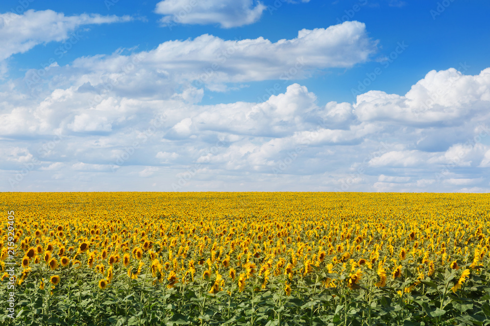 field of blossoming sunflowers and blue sky with clouds, lots of clouds, concept agriculture, sunflower oil