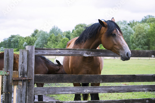 horse in summer on a meadow behind a wooden fence