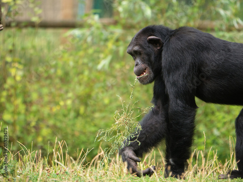 Chimpanzé à dos argenté © photoloulou91