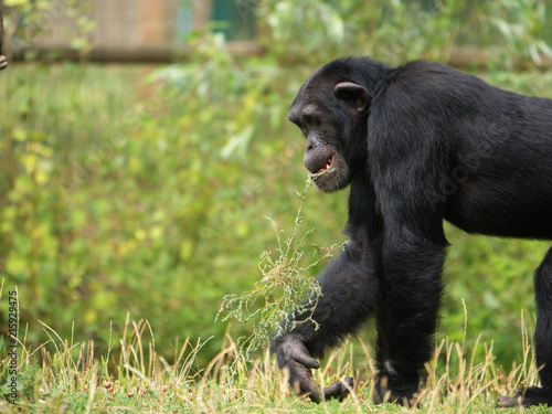 Chimpanzé à dos argenté