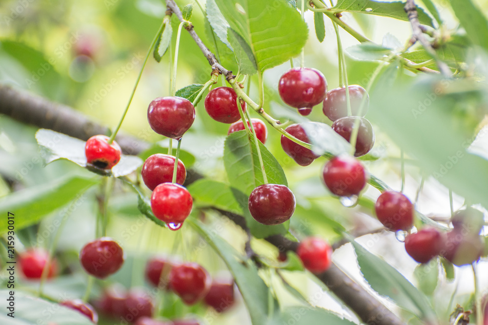 Red cherry fruit Red cherry fruit