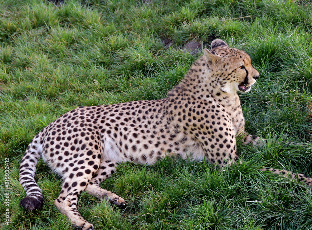 safari safari