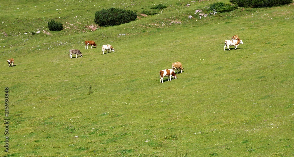 Berg, Alm, Panorama Berg, Alm, Panorama