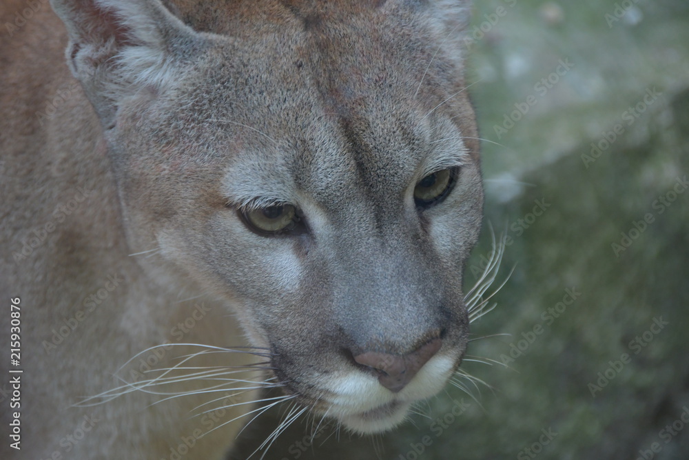 Obraz premium safari