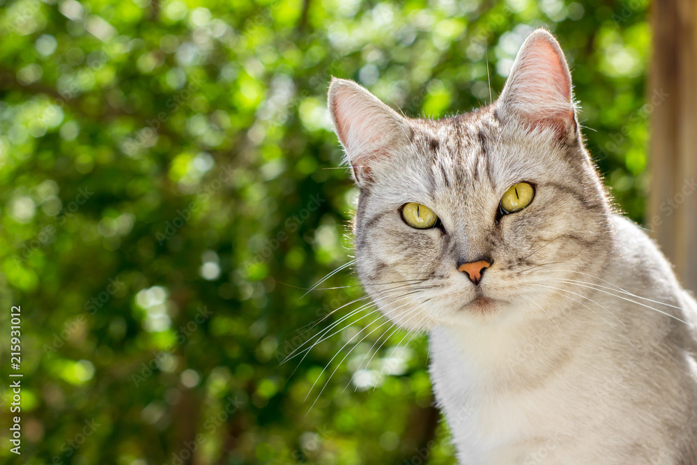 Portrait of gray cat with suspicious look on green blurred background Portrait of gray cat with suspicious look on green blurred background
