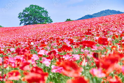 天空のポピー 花畑 Stock 写真 Adobe Stock 天空のポピー 花畑 Stock 写真 Adobe Stock