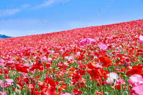 天空のポピー　花畑