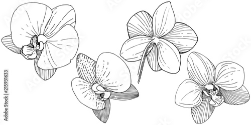 Orchid flower in a vector style isolated. Full name of the plant: orchid. Vector flower for background, texture, wrapper pattern, frame or border.