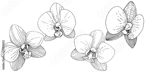Fototapeta Naklejka Na Ścianę i Meble -  Orchid flower in a vector style isolated. Full name of the plant: orchid. Vector flower for background, texture, wrapper pattern, frame or border.