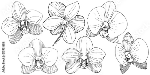 Orchid flower in a vector style isolated. Full name of the plant: orchid. Vector flower for background, texture, wrapper pattern, frame or border.