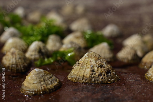 group of limpets on the beach (Patella vulgata) covered with barnacles